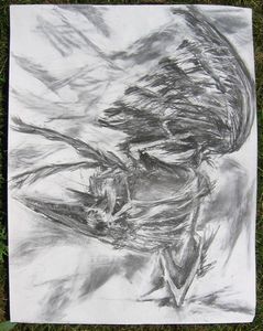 Early Drawings - Crow